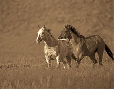 Partners art print by Wendy Caro