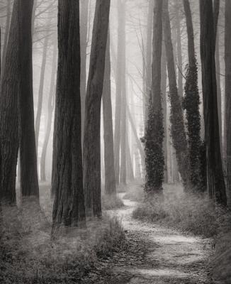 Winding Path, San Francisco art print by William Scott