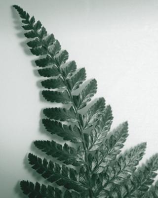 Fern Leaf I art print by Boyce Watt