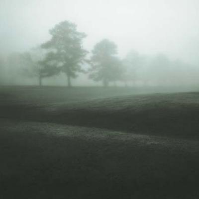 Fog Tree Study II art print by Ginger Cook