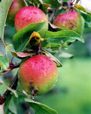 Apples art print by Anonymous