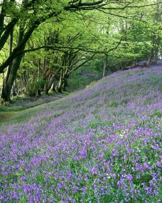 Bluebells art print by Anonymous