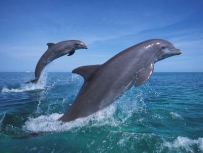 Dolphins art print by Anonymous