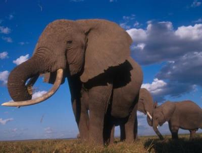 Elephants art print by Anonymous