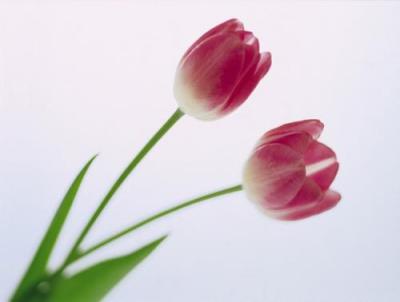 Flowers 2 art print by Anonymous