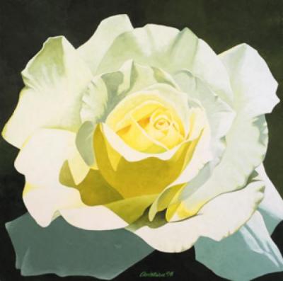 Little Snow White (White Rose) art print by Christian Pogorzalek
