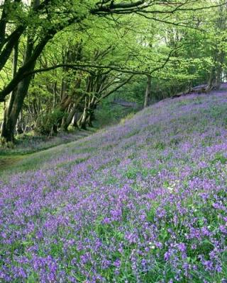 Bluebells art print by Anonymous