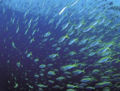 Fish art print by Anonymous