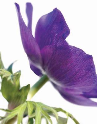 Floral Saturation III art print by Boyce Watt