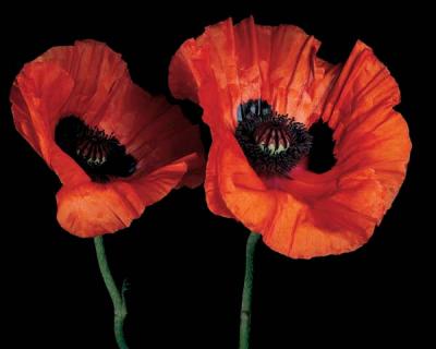 Papaver Orientale II art print by Derek Harris