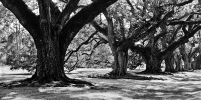 Majestic Oaks I