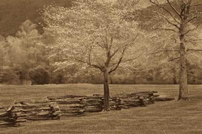 Smokies Fence art print by Wendy Caro