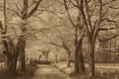 Smokies Road art print by Wendy Caro
