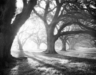 Oak Alley, Light and Shadows art print by William Guion