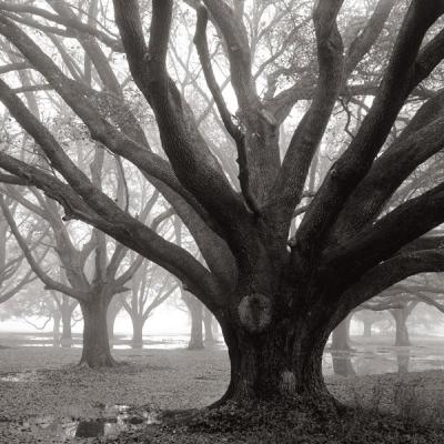 Oak Grove, Winter art print by William Guion