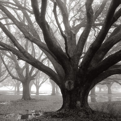 Oak Grove, Winter art print by William Guion