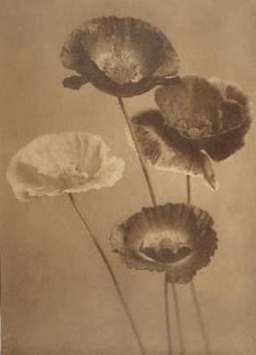 Shirley poppies, 1901 art print by Carine Cadby