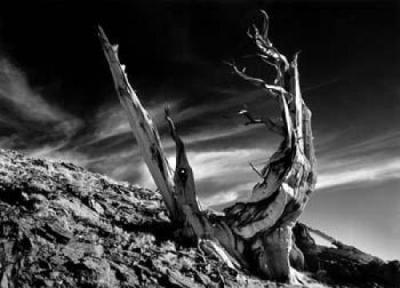 Bristlecone pine, Califonia art print by Colin Westgate