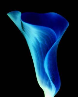 Ink Flower 2 art print by Michael Banks