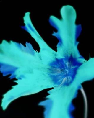 Ink Flower 5 art print by Michael Banks