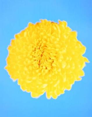 New Flower 21 art print by Michael Banks