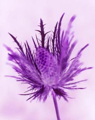 New Flower 24 art print by Michael Banks