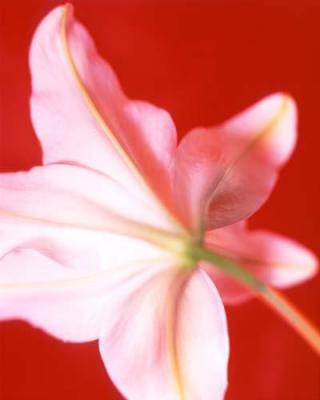 New Flower 6 art print by Michael Banks