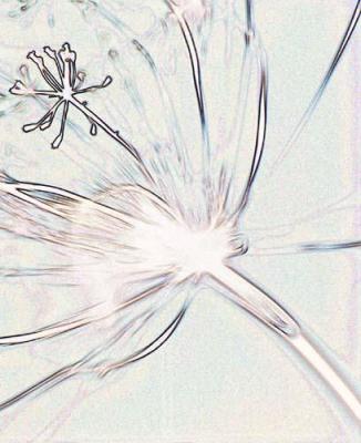 Zen Flower 1 art print by Michael Banks