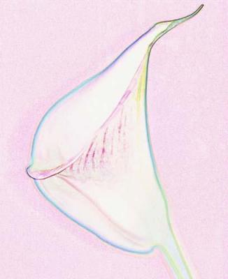 Zen Flower 2 art print by Michael Banks