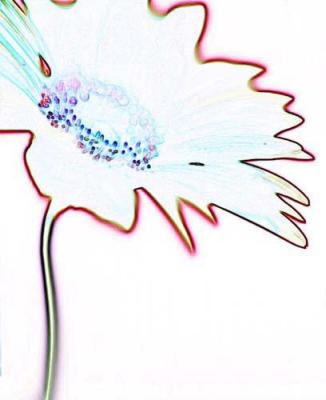 Zen Flower 3 art print by Michael Banks