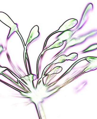 Zen Flower 4 art print by Michael Banks
