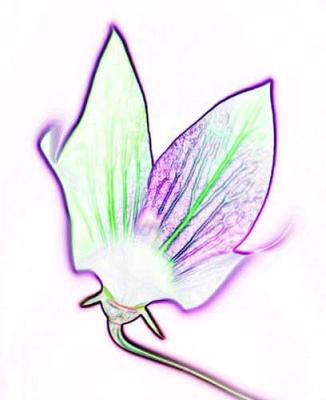 Zen Flower 6 art print by Michael Banks