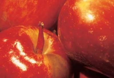 Apples art print by Michael Williams