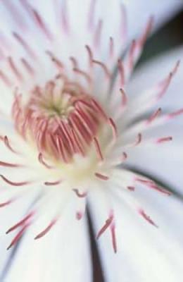 Flower art print by Michael Williams