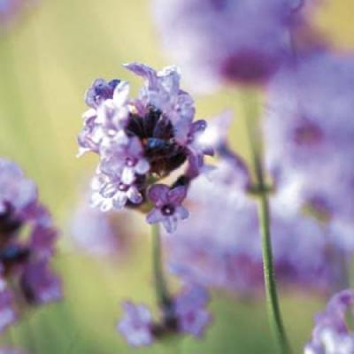 Lavender art print by Quin