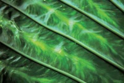 Leaf