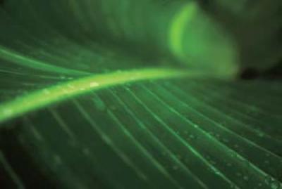 Leaf