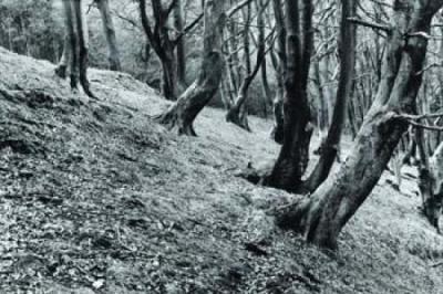 Ancient woodland art print by Ray Anderson