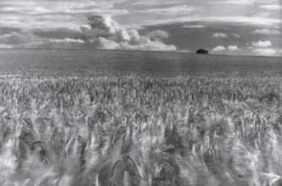 Ready to Harvest art print by Ray Anderson