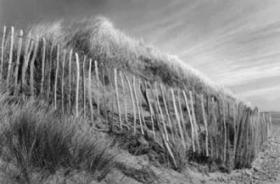 Sand dune, Lindisfarne art print by Ray Anderson