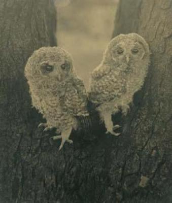 Young tawny owls, 1930 art print by Stanley F Crook