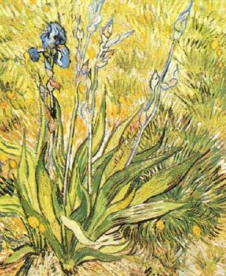 Iris art print by Vincent Van Gogh