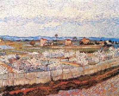 Peach Blossoms In The Crau
