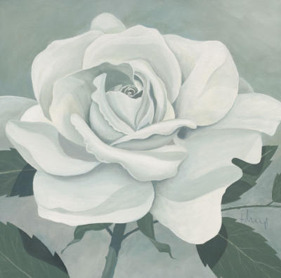 White rose art print by Franz Heigl