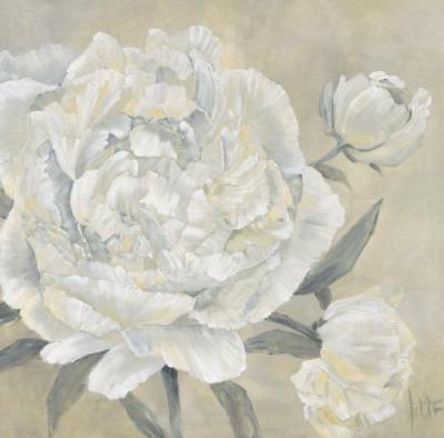 Paeonia II