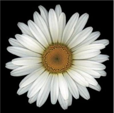 Shasta Daisy art print by Harold Feinstein
