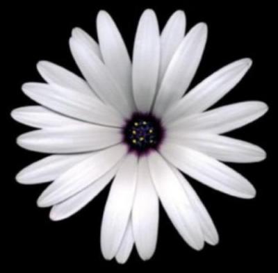 Sunscape Daisy art print by Harold Feinstein