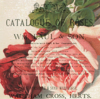 Roses 2 art print by Scaletta