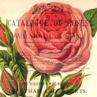 Roses 3 art print by Scaletta