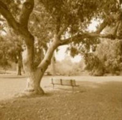 Arboretum art print by Sondra Wampler